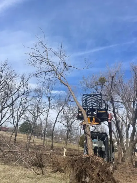 Track loader with a tree grapple pulling a tree, roots and all