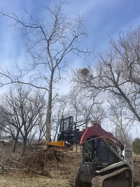 Track loader working in a stand of trees