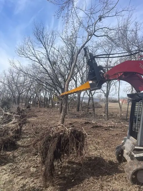 Grapple pulling a tree, root ball exposed