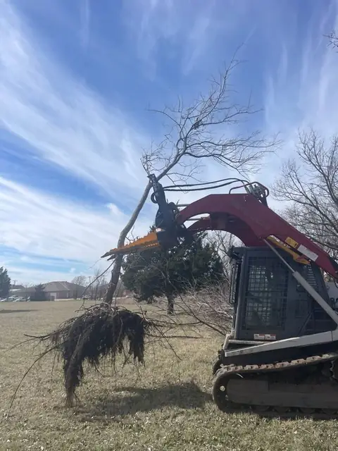 Track loader lifting a cut tree